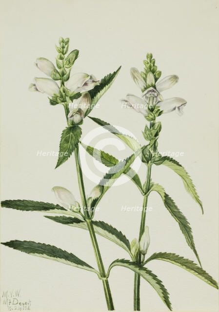 Turtlehead (Chelone glabra), 1926. Creator: Mary Vaux Walcott.