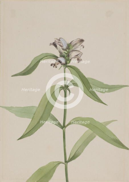 Turtlehead (Chelone glabra), ca. 1917-1918. Creator: Mary Vaux Walcott.
