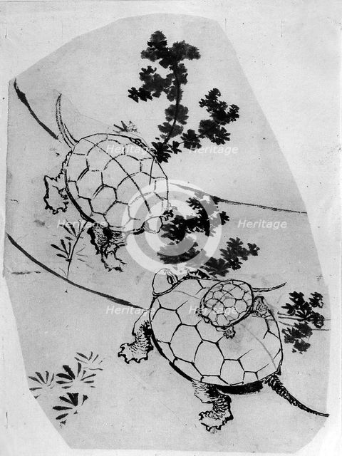 Turtles, 18th-19th century. Creator: Hokusai.