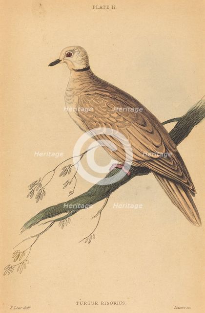 Turtur Risorius. Creator: William Home Lizars.