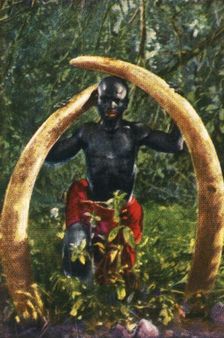 Tusks of an African elephant, c1928. Creator: Unknown