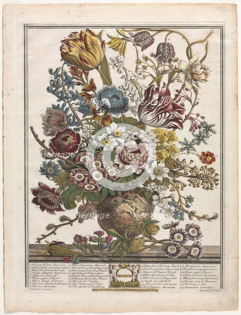Twelve Months of Flowers: March, 1730. Creator: Henry Fletcher (British, active 1715-38).
