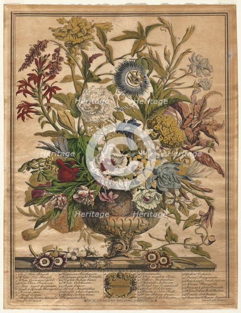 Twelve Months of Flowers: September, 1730. Creator: Henry Fletcher (British, active 1715-38).