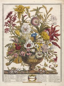 Twelve Months of Flowers: September, 1730. Creator: Henry Fletcher (British, active 1715-38)
