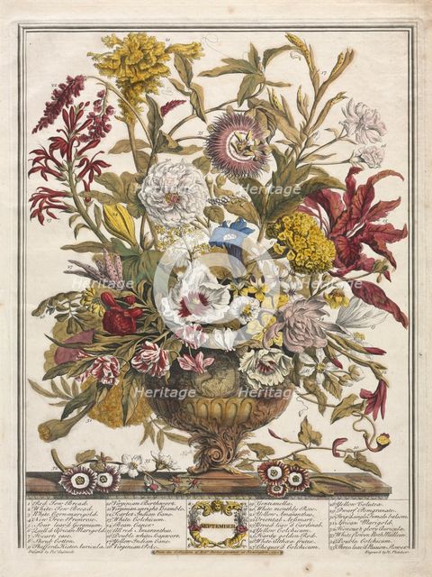 Twelve Months of Flowers: September, 1730. Creator: Henry Fletcher (British, active 1715-38).