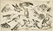 Twelve types of birds, including an owl and pelican, individually labelled and positioned..., after Creator: Virgil Solis