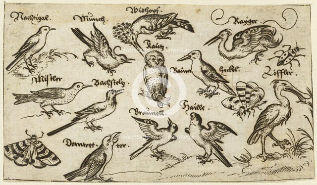 Twelve types of birds, including an owl and pelican, individually labelled and positioned..., 1572.  Creator: Virgil Solis.