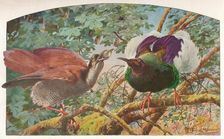 Twelve-wired Birds of Paradise c1910, (1911). Artist: Louis Fairfax Muckley