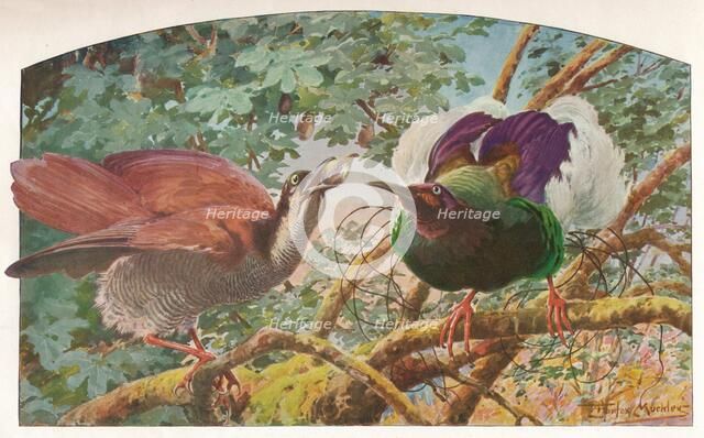 'Twelve-wired Birds of Paradise', c1910, (1911). Artist: Louis Fairfax Muckley.
