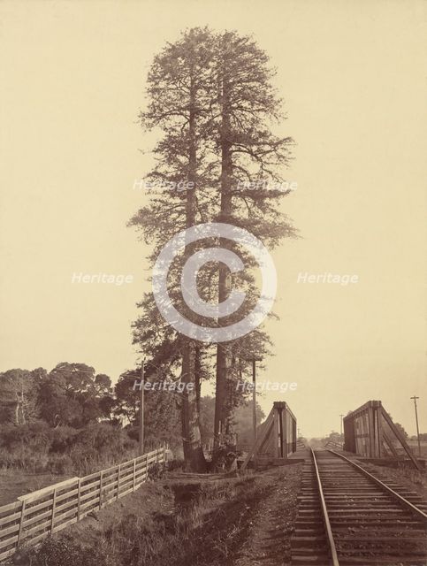 Twin Redwoods, Palo Alto, 1870. Creator: Carleton Emmons Watkins.