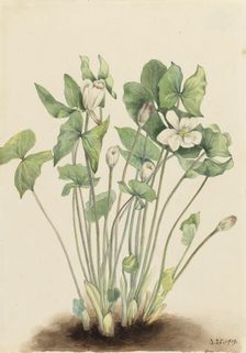 Twinleaf (Jeffersonia diphylla), 1919. Creator: Mary Vaux Walcott