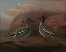 Two Male Teals by the Water, 1849. Creator: Ferdinand von Wright