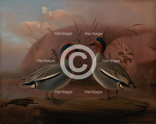 Two Male Teals by the Water, 1849. Creator: Ferdinand von Wright.
