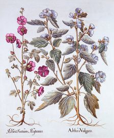 Two Mallow Varieties, from Hortus Eystettensis by Basil Besler (1561-1629), pub. 1613 (hand-colou