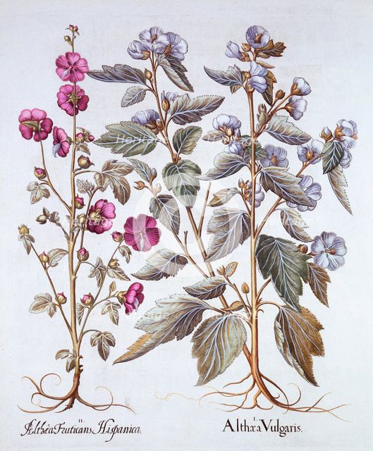 Two Mallow Varieties, from 'Hortus Eystettensis', by Basil Besler (1561-1629), pub. 1613 (hand-colou