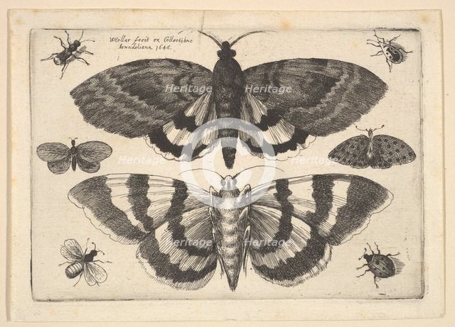 Two moths and six Insects, 1645. Creator: Wenceslaus Hollar.
