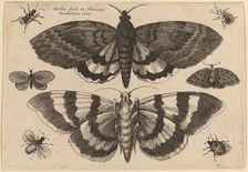 Two Moths and Six Insects, 1646. Creator: Wenceslaus Hollar