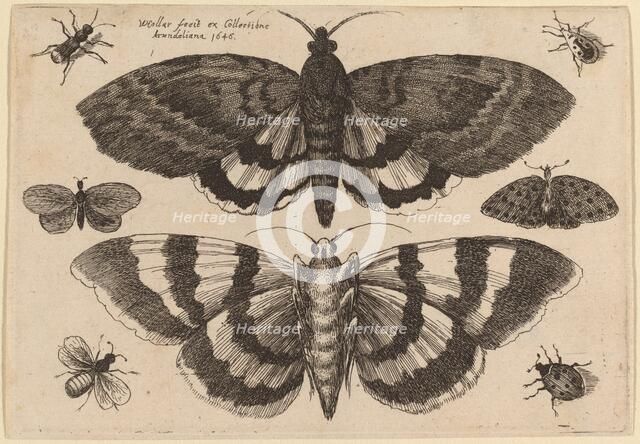 Two Moths and Six Insects, 1646. Creator: Wenceslaus Hollar.