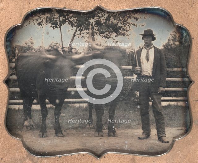 Two Oxen and Driver, 1850s. Creator: Unidentified Photographer.