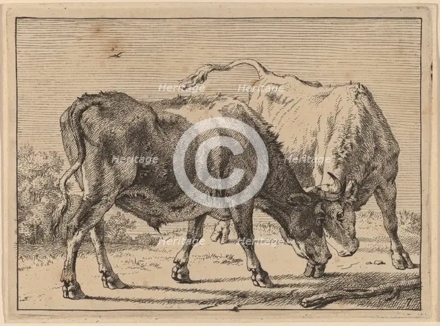 Two Oxen Fighting, 1650. Creator: Paulus Potter.