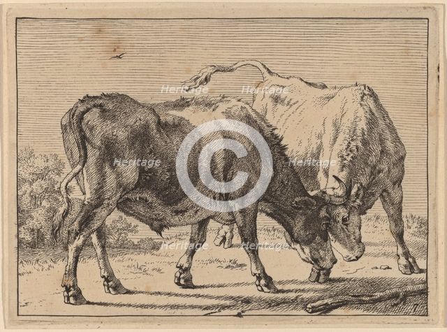 Two Oxen Fighting, 1650. Creator: Paulus Potter.