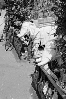 Two ornamental elephant planters in a Highgate garden, London, 1995. Artist: John Gay