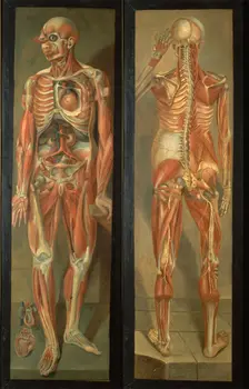 Two anatomical figures, 1764/1765.. Creator: Jacques Fabien Gautier Dagoty