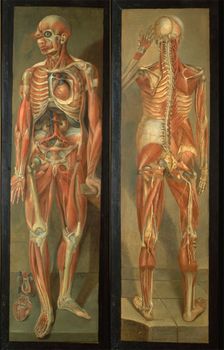 Two anatomical figures, 1764/1765.. Creator: Jacques Fabien Gautier Dagoty