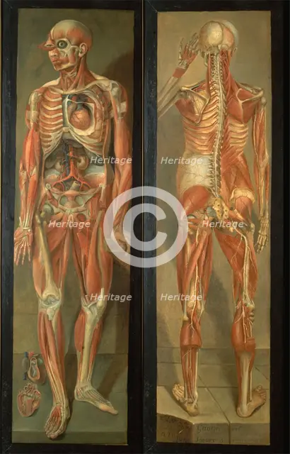 Two anatomical figures, 1764/1765.. Creator: Jacques Fabien Gautier Dagoty.