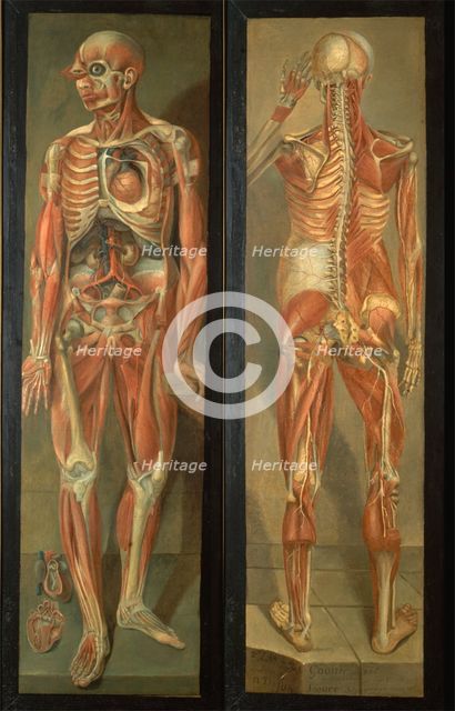 Two anatomical figures, 1764/1765.. Creator: Jacques Fabien Gautier Dagoty.