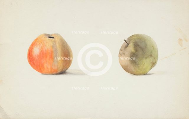 Two apples, late 19th century or first half of 20th century. Creator: Agnes Mary Webster.