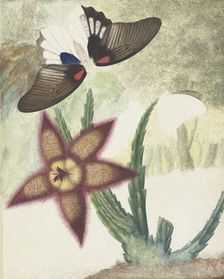 Two butterflies and a five-petalled yellow-purple flower, 1774-1842. Creator: Hermanus de Wit