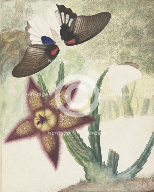 Two butterflies and a five-petalled yellow-purple flower, 1774-1842. Creator: Hermanus de Wit.