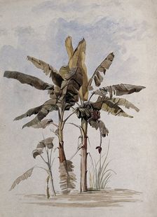 Two banana plants (Musa species), one with fruit, in Guyana, 1846. Creator: Edward Alfred Goodall