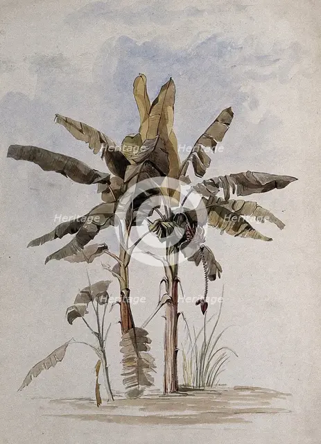 Two banana plants (Musa species), one with fruit, in Guyana, 1846. Creator: Edward Alfred Goodall.
