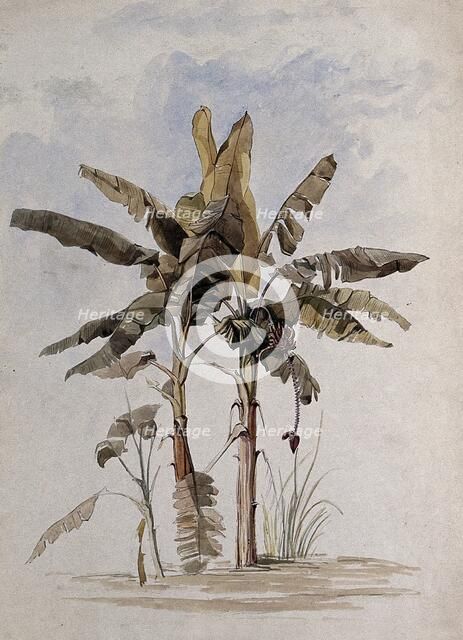 Two banana plants (Musa species), one with fruit, in Guyana, 1846. Creator: Edward Alfred Goodall.