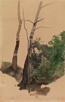 Two bare birch trunks and bushes, 1859. Creator: Werner Holmberg