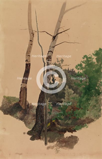 Two bare birch trunks and bushes, 1859. Creator: Werner Holmberg.