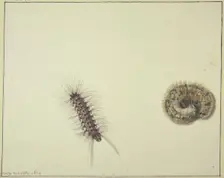 Two bear caterpillars, 1674. Creator: Rochus van Veen