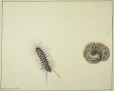 Two bear caterpillars, 1674. Creator: Rochus van Veen