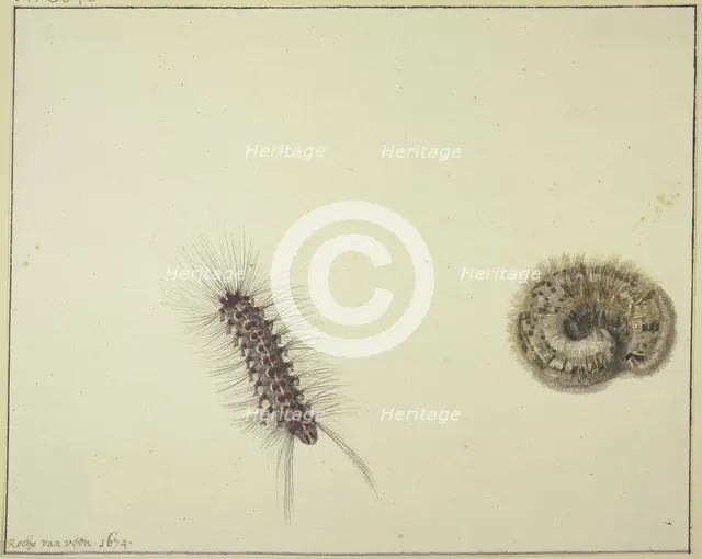 Two bear caterpillars, 1674. Creator: Rochus van Veen.