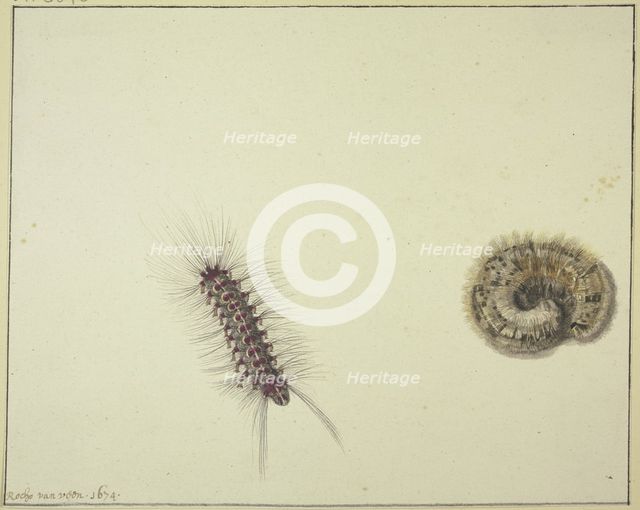 Two bear caterpillars, 1674. Creator: Rochus van Veen.