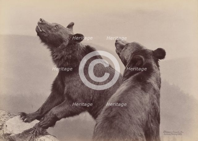 [Two Bears], 1889. Creator: Ottomar Anschütz.