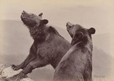 [Two Bears], 1889. Creator: Ottomar Anschütz