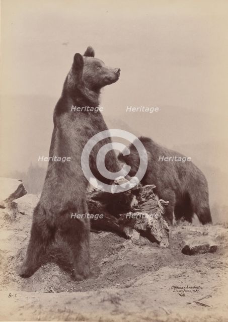 [Two Bears], 1889. Creator: Ottomar Anschütz.