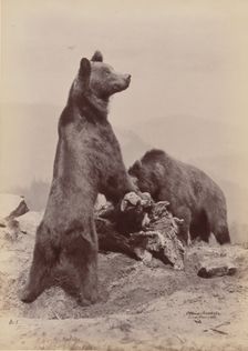 [Two Bears], 1889. Creator: Ottomar Anschütz