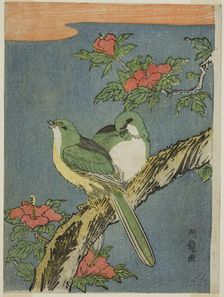Two Birds on Hibiscus Tree, c. 1770. Creator: Isoda Koryusai