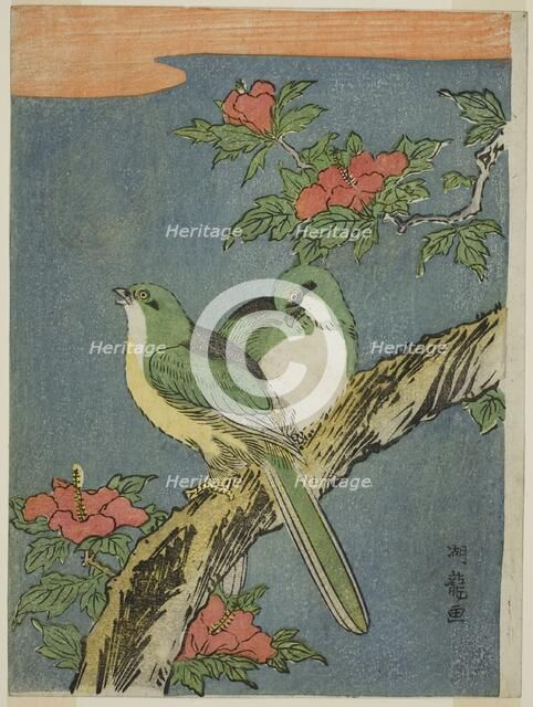 Two Birds on Hibiscus Tree, c. 1770. Creator: Isoda Koryusai.