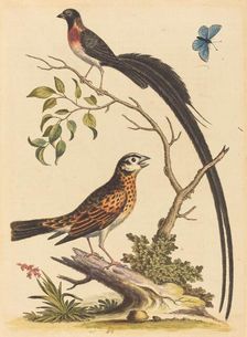 Two Birds, One with Very Long Tailfeathers, and Blue Butterfly, published 1745. Creator: George Edwards