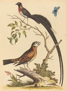 Two Birds, One with Very Long Tailfeathers, and Blue Butterfly, published 1745. Creator: George Edwards